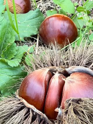 この秋、栗を食べそびれている人、