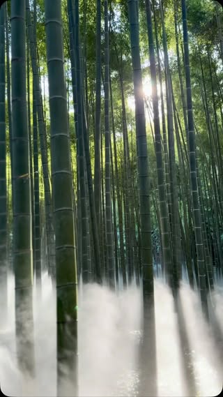 10月10日。10周年の竹林を10秒で。