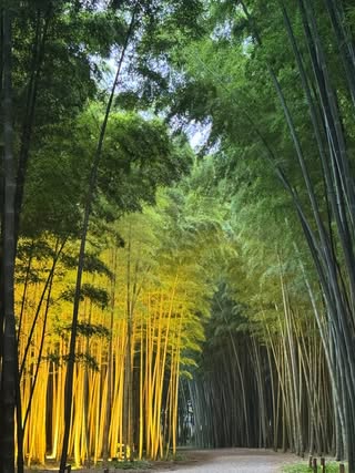 昔の画像を見返していて、我ながら感動した